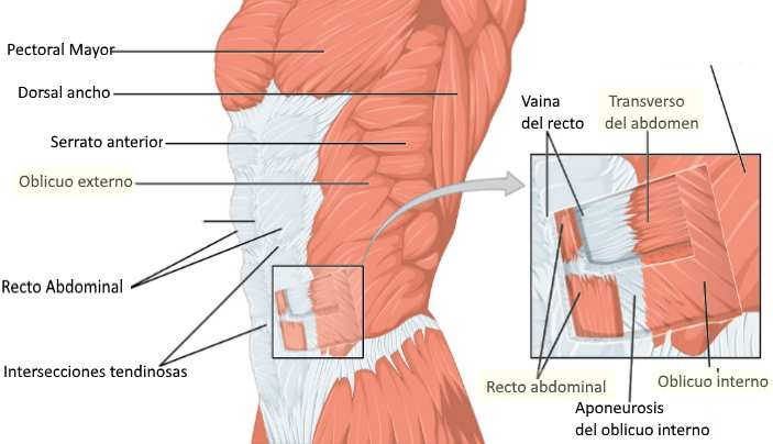 Ejercicios para perder barriga: Anatomia de los abdominales